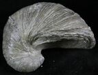 Gryphaea (Devil's Toenail) Fossil Oyster - Jurassic #25974-1